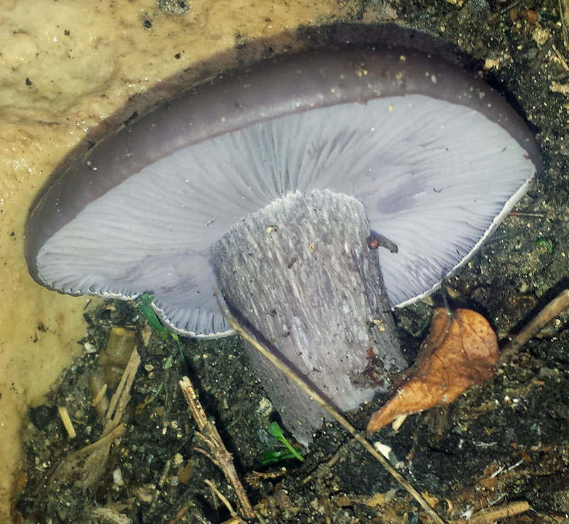 Lepista sordida #53377