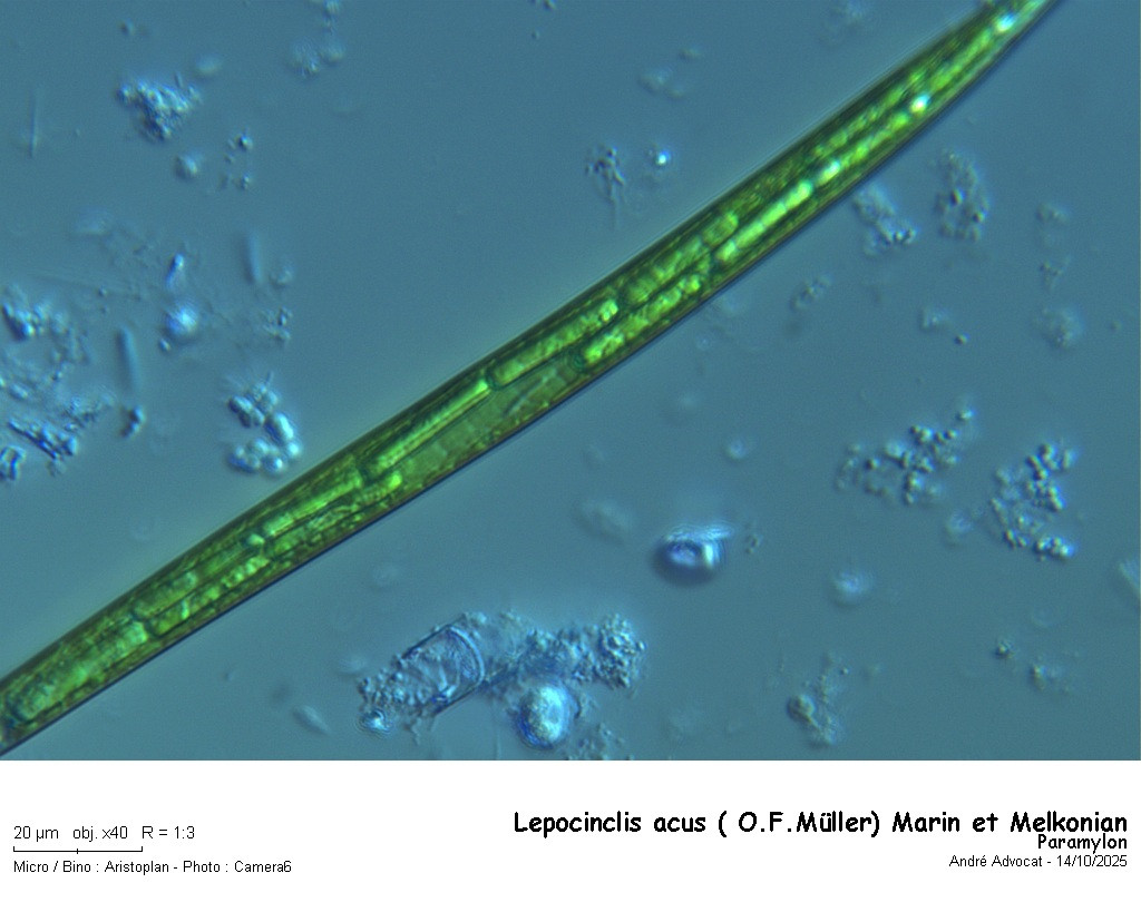 Lepocinclis acus ( O.F.Müller) Marin et Melkonian #83952