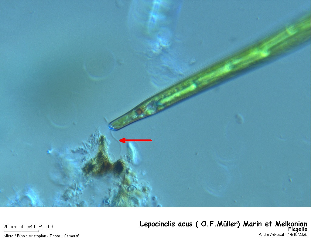 Lepocinclis acus ( O.F.Müller) Marin et Melkonian #83953