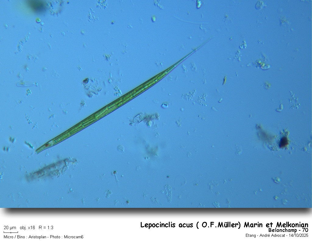 Lepocinclis acus ( O.F.Müller) Marin et Melkonian #83951