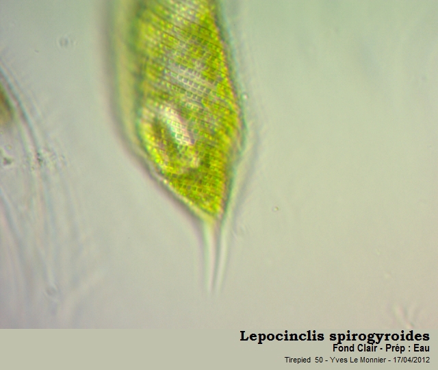 Lepocinclis spirogyroides #26609