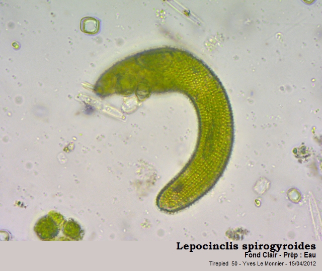 Lepocinclis spirogyroides #26608