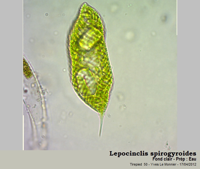 Lepocinclis spirogyroides #26605