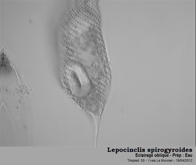 Lepocinclis spirogyroides #26606