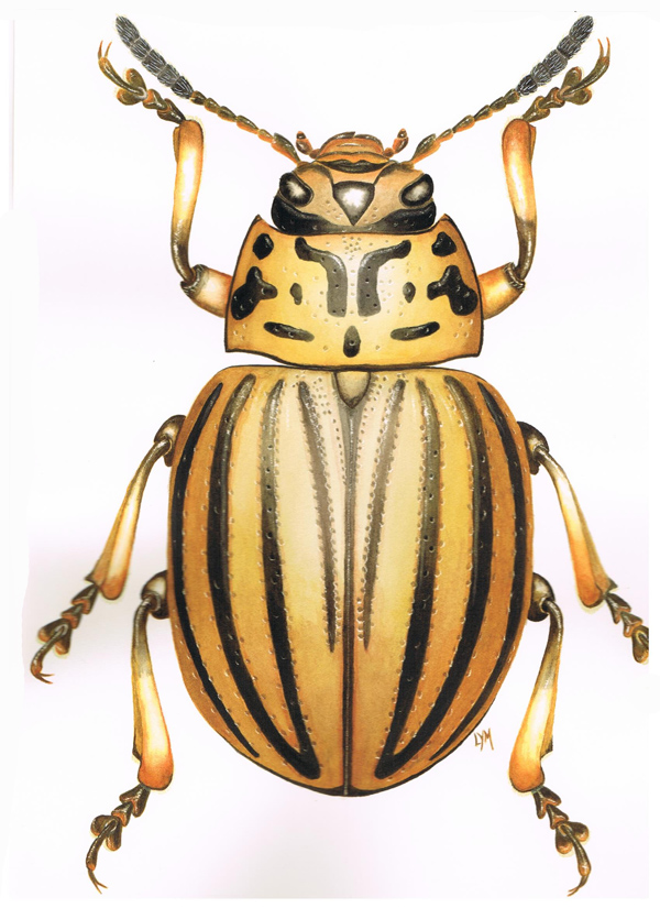 Leptinotarsa decemlineata (Say 1824), le doryphore #59808