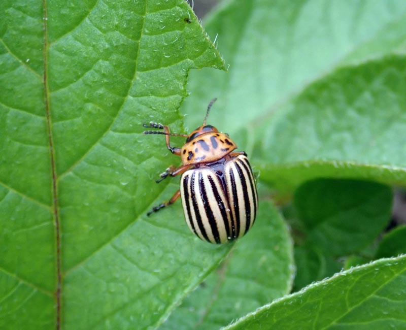 Leptinotarsa decemlineata (Say 1824), le doryphore #59700