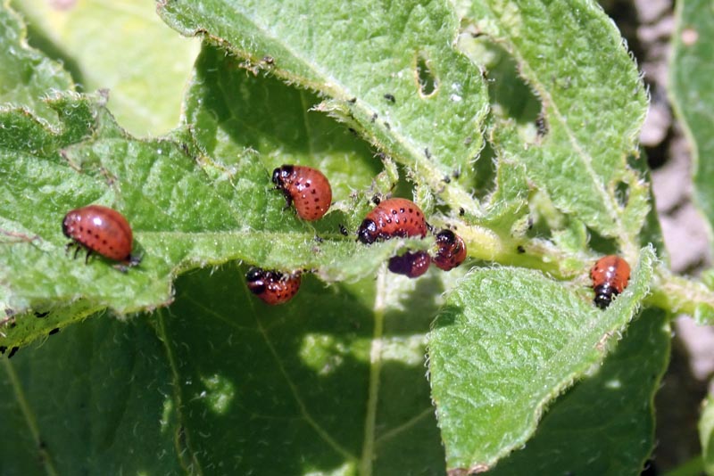Leptinotarsa decemlineata (Say 1824), le doryphore #59706