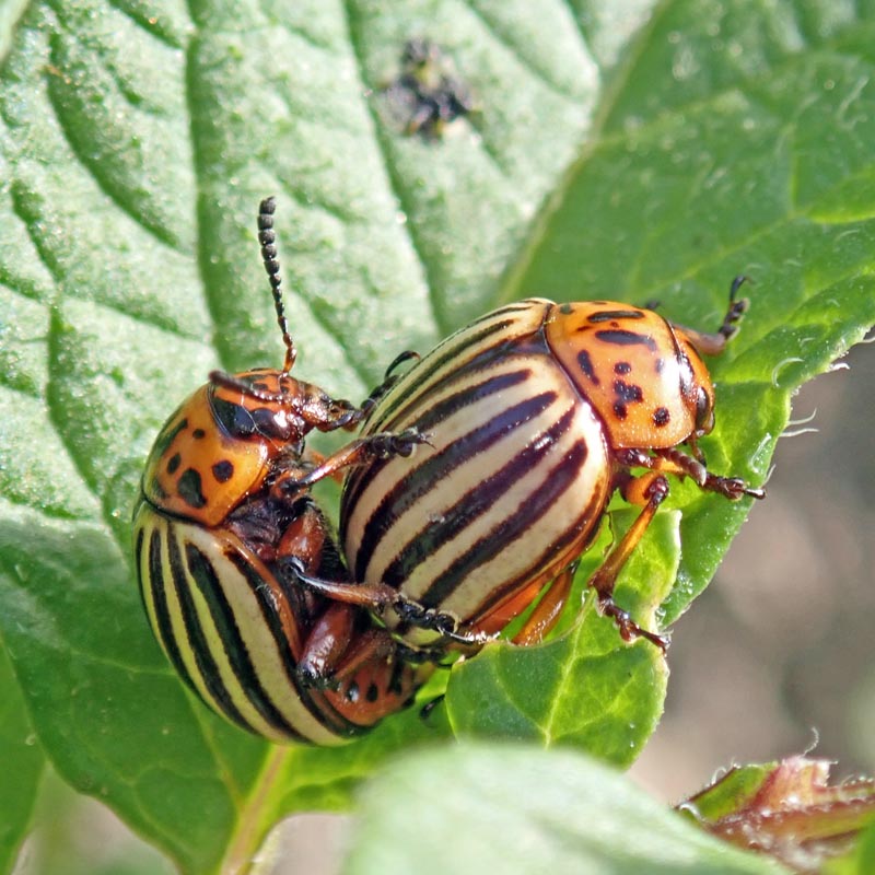 Leptinotarsa decemlineata (Say 1824), le doryphore #59704
