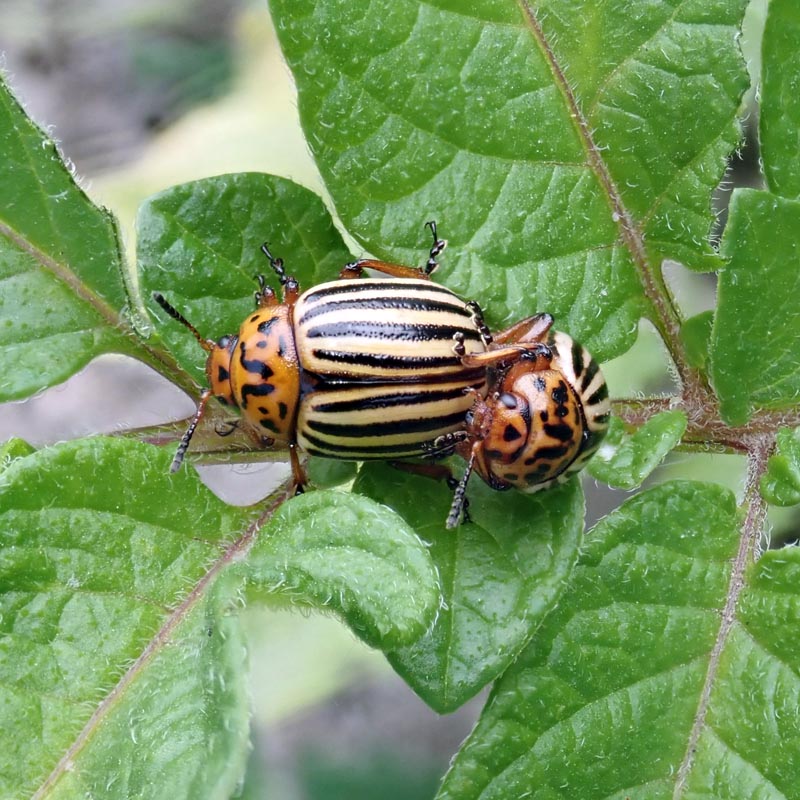 Leptinotarsa decemlineata (Say 1824), le doryphore #59702