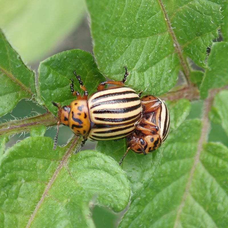Leptinotarsa decemlineata (Say 1824), le doryphore #59701
