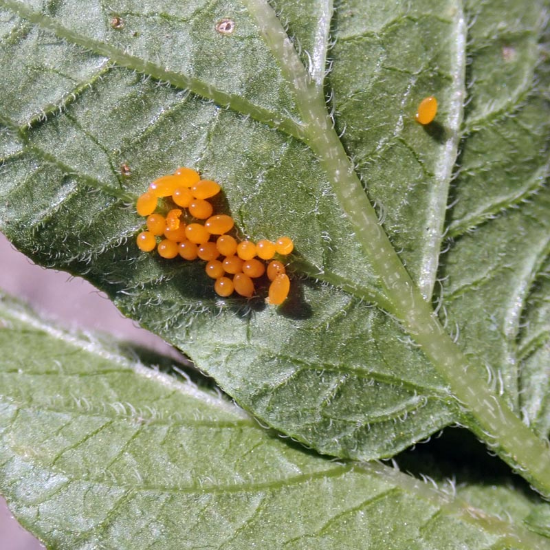 Leptinotarsa decemlineata (Say 1824), le doryphore #59705