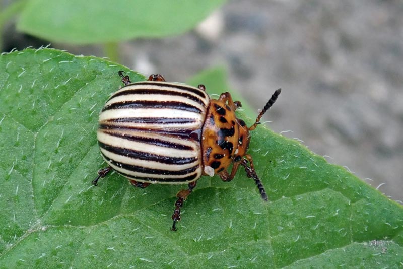 Leptinotarsa decemlineata (Say 1824), le doryphore #59699