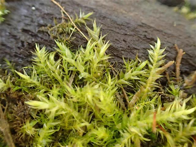 Leptodictyum riparium (Hedw.) Warnst. #65495
