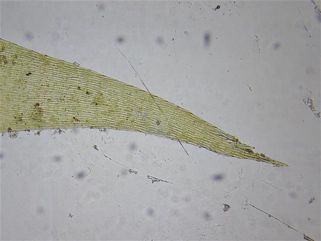 Leptodictyum riparium (Hedw.) Warnst. #65497