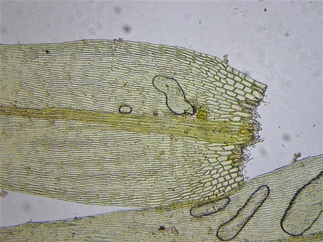Leptodictyum riparium (Hedw.) Warnst. #65498