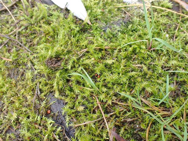 Leptodictyum riparium (Hedw.) Warnst. #65494