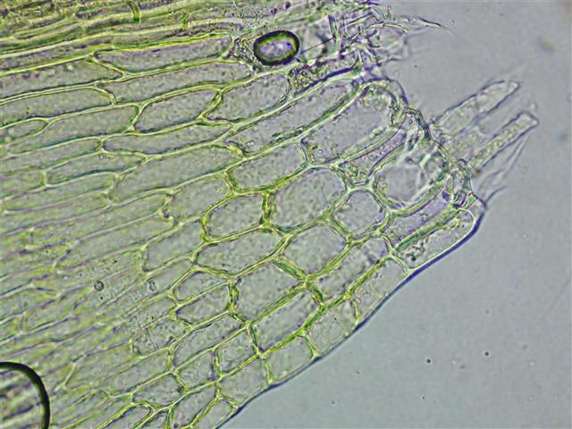 Leptodictyum riparium (Hedw.) Warnst. #65499