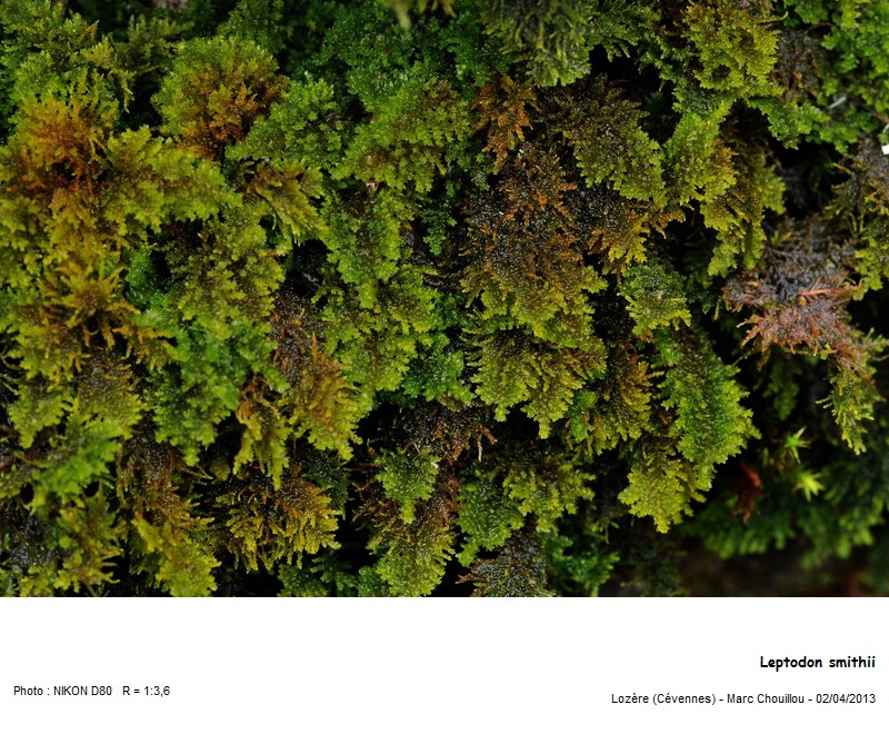 Leptodon smithii (Hedw.) F.Weber & D.Mohr #34116