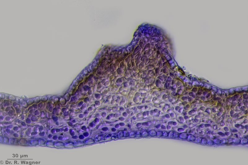 Leptogium cyanescens #49477