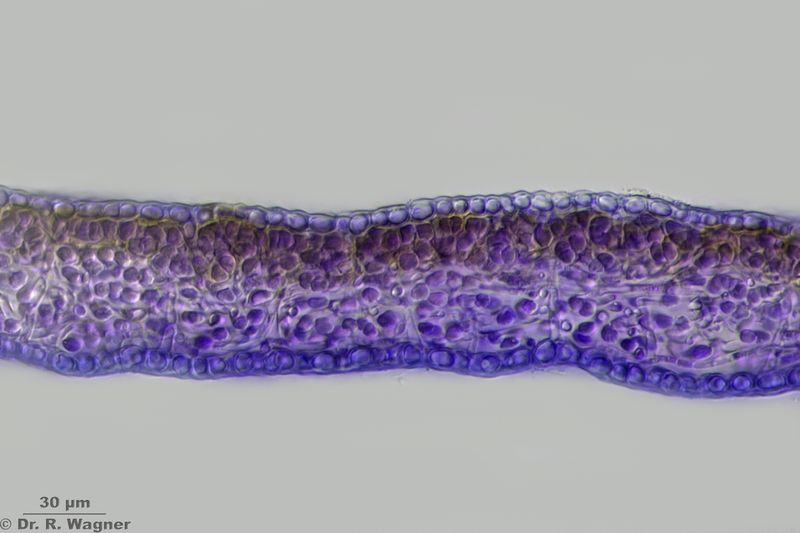 Leptogium cyanescens #49476