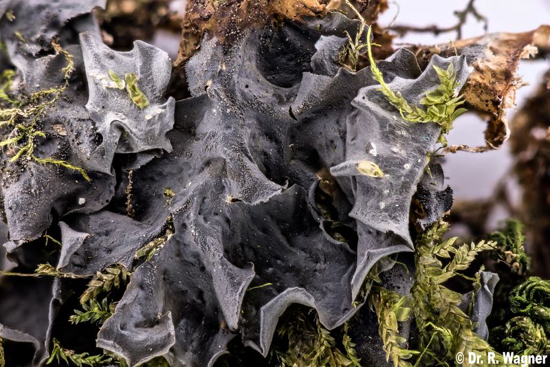 Leptogium cyanescens #49475