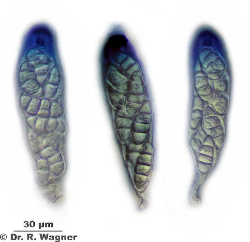 Leptogium hildenbrandii #45662