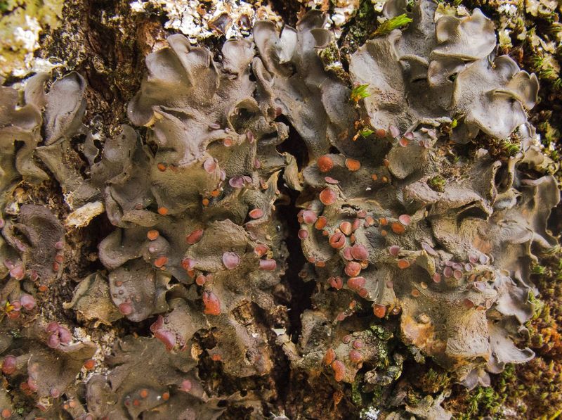 Leptogium hildenbrandii #45657