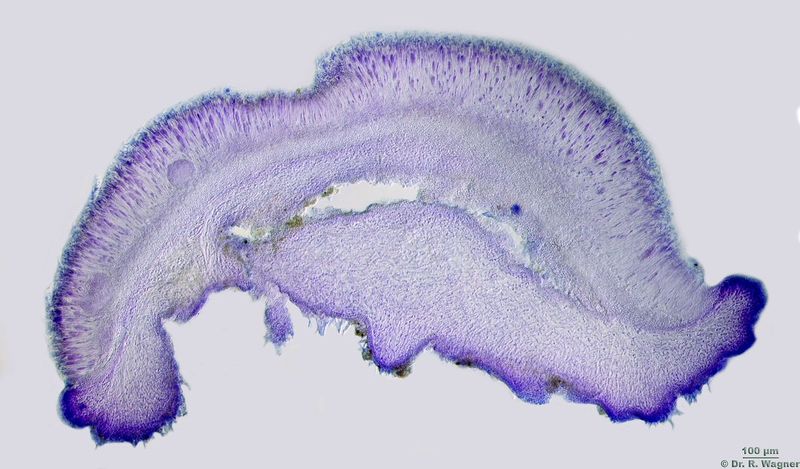 Leptogium hildenbrandii #45659