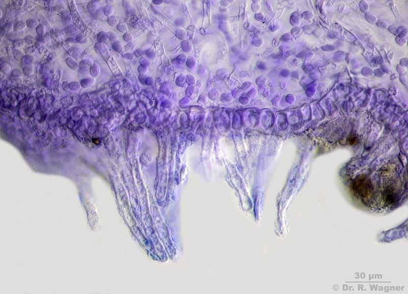 Leptogium hildenbrandii #45661