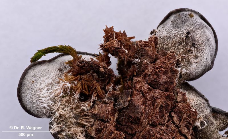 Leptogium hildenbrandii #45658
