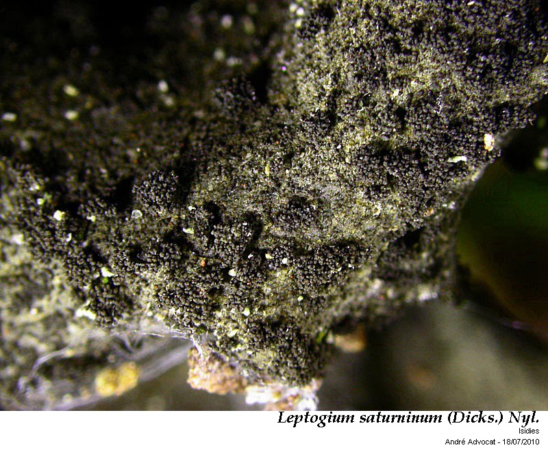 Leptogium saturninum (Dicks.) Nyl. #43548