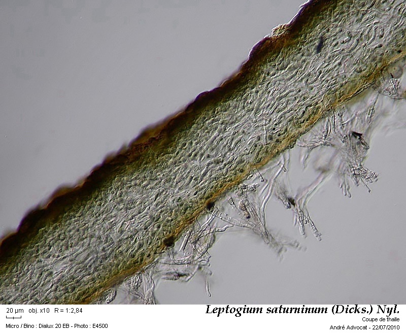 Leptogium saturninum (Dicks.) Nyl. #43550