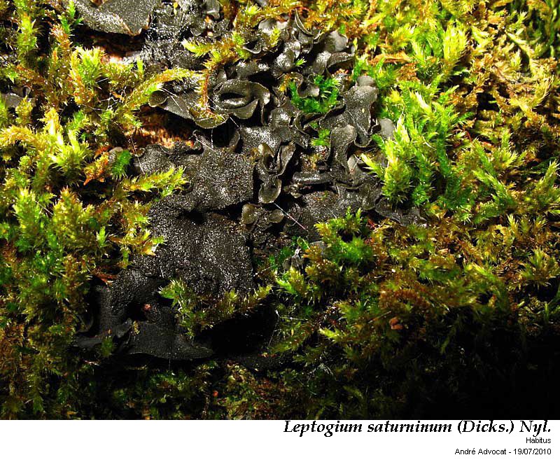 Leptogium saturninum (Dicks.) Nyl. #43545
