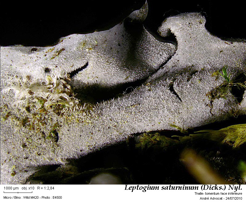 Leptogium saturninum (Dicks.) Nyl. #43549