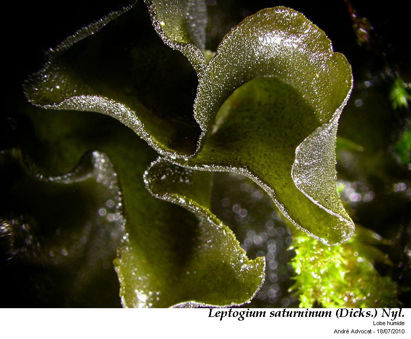 Leptogium saturninum (Dicks.) Nyl. #43546