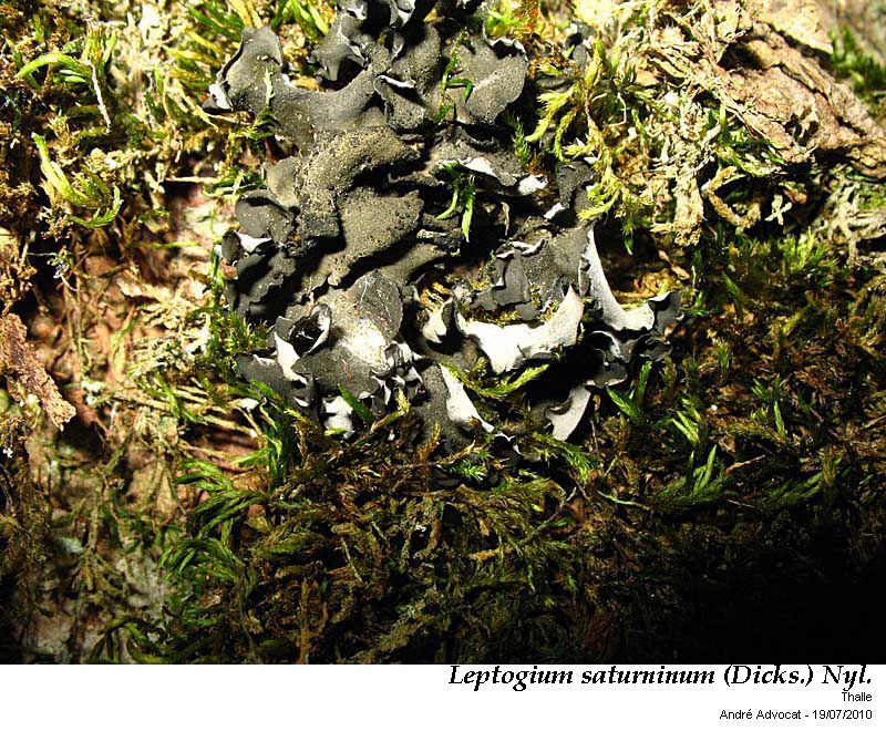 Leptogium saturninum (Dicks.) Nyl. #43544