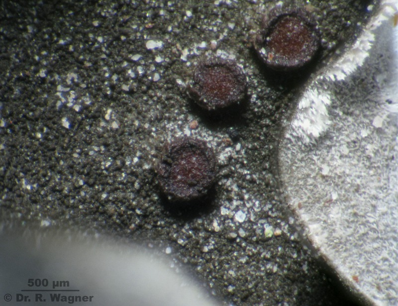 Leptogium saturninum #15780