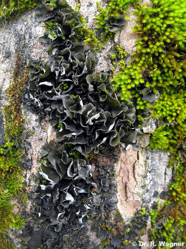 Leptogium saturninum #15778