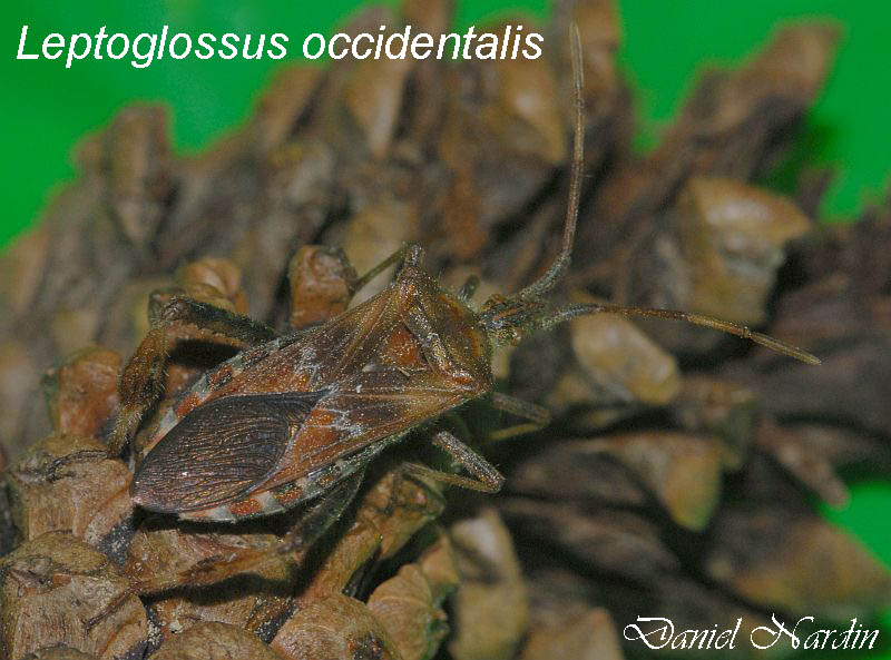 Leptoglossus occidentalis Heidemann #164