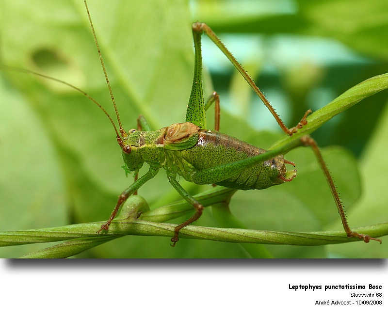Leptophyes punctatissima Bosc  (Sauterelle ponctuée) #5493