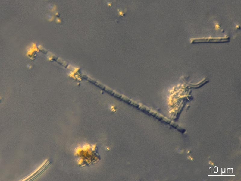 Leptothrix ochracea #55282