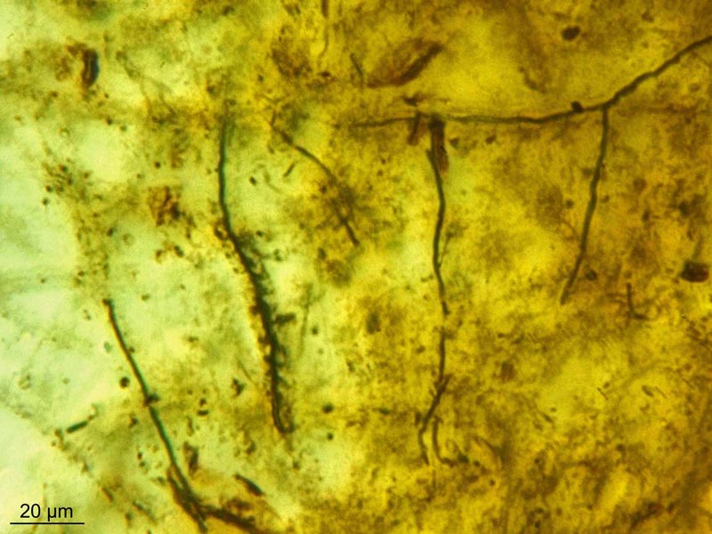 Leptothrix ochracea #55285