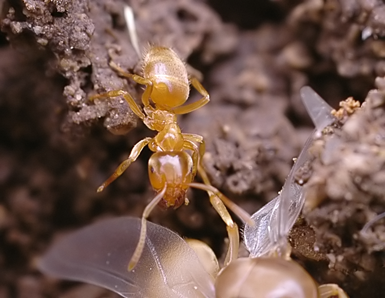 Les fourmis #1826