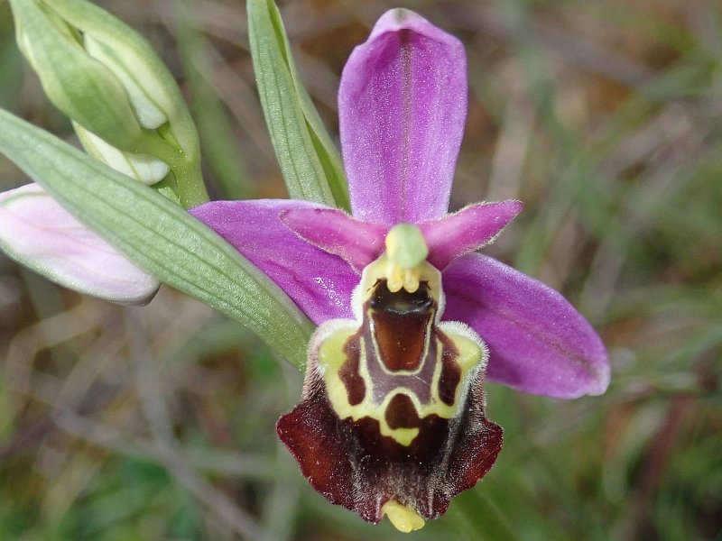 Les Ophrys fuciflora "mickeys" #59365