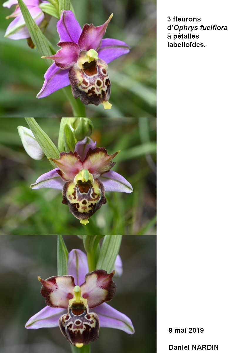 Les Ophrys fuciflora "mickeys" #59366