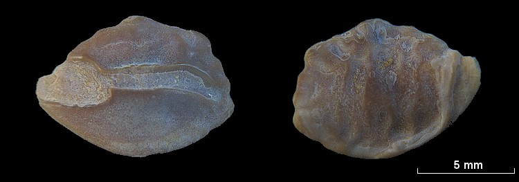 Les Otolithes (Oreille interne des poissons) #7772