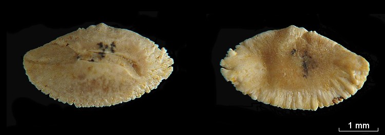 Les Otolithes (Oreille interne des poissons) #7791