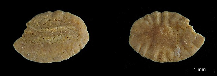 Les Otolithes (Oreille interne des poissons) #7789