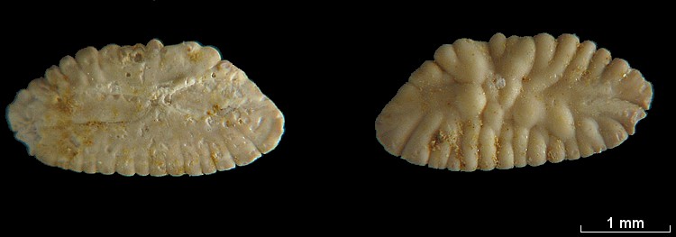 Les Otolithes (Oreille interne des poissons) #7790