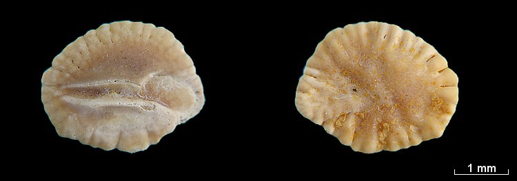 Les Otolithes (Oreille interne des poissons) #7766